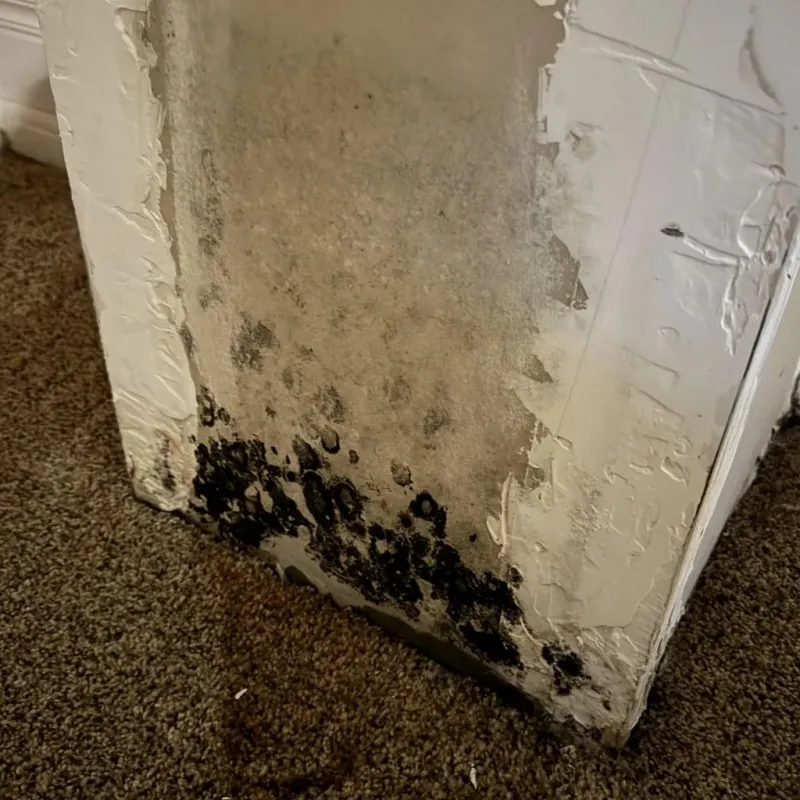 Professional Mold Removal in West Rutland, VT